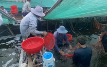 Giá tôm thẻ giảm mạnh, ngư dân nuôi công nghệ cao điêu đứng