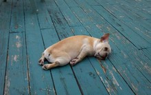 Gỗ Trường Thành: Cổ phiếu bật trần sau công bố có lãi mỏng trở lại trong quý 1/2023 nhưng giá vẫn sát vùng đáy 3 năm