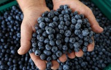 Loại quả được ví như kim cương xanh có thể ‘cải lão hoàn đồng’: Sinh lợi bất bất chấp mọi loại nông sản, ở Việt Nam giá hơn nửa triệu đồng/kg