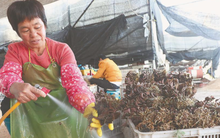 Loài cỏ dại rừng sâu được coi là "thần dược", thương lái Trung Quốc từng sang Việt Nam săn lùng đẩy giá lên 100 triệu/kg