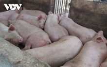 Giá heo hơi giảm sâu, người chăn nuôi Đà Nẵng gặp khó