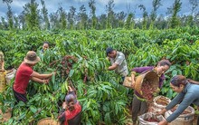 EU cấm nhập cà phê, ca cao trồng tại rừng suy thoái, nông sản Việt ảnh hưởng ra sao?