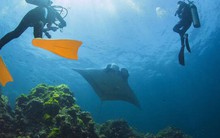 Báo quốc tế ca ngợi Việt Nam là điểm đến ấn tượng nhất cho tín đồ mê lặn biển