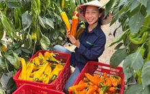 Ớt 'siêu to khổng lồ' giá đắt đỏ, khách chờ cả tháng đặt mua