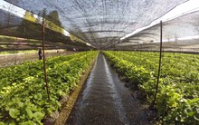 Loại “rau cải” gần 6 triệu đồng/kg muốn kinh doanh cũng hiếm có để bán, người dùng toàn ăn hàng giả mà không thể bất bình vì một lý do