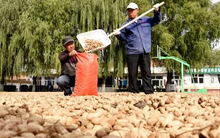 Một loạt nông sản Việt Nam sản xuất thuộc top đầu thế giới bất ngờ tăng nóng do El Nino, cả thế giới đang cần đến bởi toàn là nguyên liệu cực quan trọng