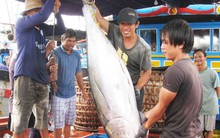 Trong 4 tháng, hai nước Mỹ Latin chi 12 triệu USD chỉ để mua một loại cá biển của Việt Nam, tăng gần gấp đôi năm ngoái