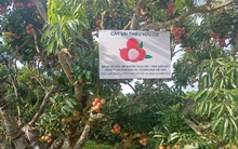 Rộ mốt mua cả cây vải thiều giá chục triệu đồng, ăn cho đỡ 'nghiện'