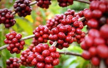 Một loại hạt của Việt Nam đang có giá cao nhất trong 15 năm