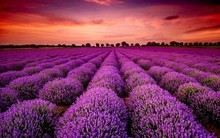 Cổ phiếu thép đồng loạt tăng bốc lên đỉnh nhiều tháng, có mã tăng gần 70% sau 2 tuần