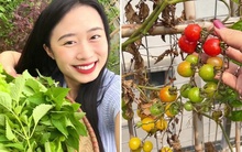 Quây sân thượng thành vườn: Bắt sâu 20 phút mỗi ngày, dư rau thì cả nhà liên hoan lẩu nướng
