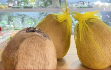 Hơn 200.000 đồng/quả dừa độc lạ, khách vẫn nườm nượp mua