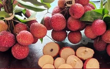 Vải thiều không hạt giá 250.000 đồng/kg