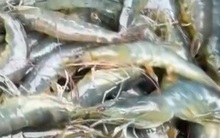 Trúng mùa nhưng người nuôi tôm vẫn "trắng tay"