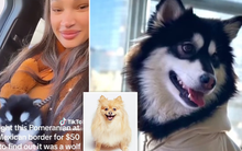 Mua chó cưng với giá hơn 1 triệu, cô gái hoang mang vì càng nuôi càng thấy không giống chó