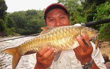 Đặc sản cá 'vong bất liễu ngư' đắt hơn cả vàng vẫn được săn lùng