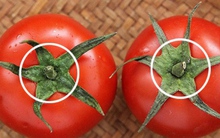 Mua cà chua nên chọn quả có núm 5 cánh hay 6 cánh?