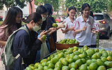 Không hổ là "trường nhà người ta", Ngoại thương hái xoài xanh trong khuôn viên để tặng cho sinh viên