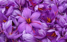 Loại "vàng đỏ" được xem là dược liệu hạnh phúc của giới nhà giàu, giá lên đến nửa tỷ đồng/kg vẫn đắt khách