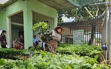 Giá cà phê tăng vọt, cây giống ‘cháy hàng' ở Đắk Lắk