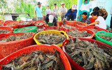 Giá tôm giảm mạnh, người nuôi "treo ao"