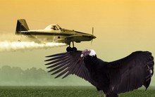 Chim khổng lồ đâm vỡ kính chắn gió máy bay, phi công bị thương nặng vẫn bình tĩnh hạ cánh an toàn