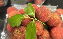 Vải không hạt Việt Nam lần đầu có mặt tại Anh