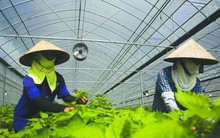 Đơn vị vừa thành công xuất khẩu vải thiều không hạt sang Châu Âu chính là DN chuyên bán rau tía tô "đếm lá ăn tiền" qua Nhật Bản