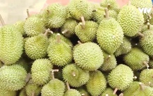 Sầu riêng Việt có thể mang về 1 tỷ USD