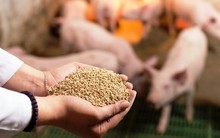 Thu nhập cả tỷ đồng mỗi năm nhờ mô hình chăn nuôi không cần bỏ một đồng tiền vốn