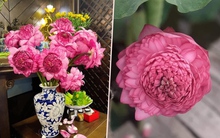 Từng lên cơn sốt khiến chị em mê mẩn, hoa sen ngàn cánh giờ rớt giá thê thảm