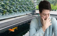 Bán nhà phố lấy 16 tỷ đồng về quê "trồng rau nuôi cá" với mô hình lạ, tôi lỗ nặng sau 1 năm: Chạy theo trào lưu nhưng phải nắm vững điều này mới thành công