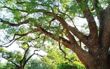 Hành trình nhân giống loại cây chỉ có một cá thể trên Trái đất