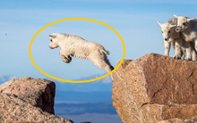 Năm 2005, 1.500 con cừu bất ngờ lao xuống vách đá tự sát tập thể, chuyên gia chỉ ra sai lầm đáng tiếc