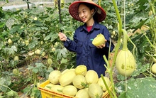 Độc lạ giống bí 'sợi mì', trồng bao nhiêu cũng không đủ bán