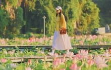 Đi Ninh Bình ngắm mùa sen nở rộ đẹp mê ly với chi phí chỉ khoảng 1 triệu đồng