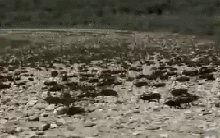 Côn trùng xâm chiếm đường phố bang miền Tây nước Mỹ: Người dân vất vả tìm cách né tránh