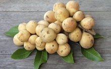 Quả bòn bon 'cực tốt' cho sức khoẻ nhưng hai bộ phận của chúng lại có chứa độc tố