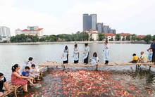 Ngất ngây sắc màu của vạn con cá Koi khi đến hồ Tây