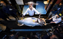 Cùng một tên gọi, Việt Nam bán giá rẻ nhưng Nhật Bản mua với giá tới 72 tỷ đồng/con: Sự khác biệt ở đâu?