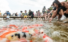 Người dân kéo đến trải nghiệm tại hồ cá Koi lớn nhất Hà Nội