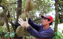 5 tháng đầu năm, xuất khẩu rau quả thu hơn 1,8 tỷ USD