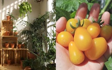 Biến ban công thành vườn rau xanh: Bí ngòi, cà chua bi, cà tím chen chúc