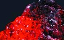 Bỏ ra 11 tỷ mua viên đá, cô gái sốc nặng khi biết giá trị thực của món đồ