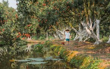 Trốn nóng Hà Nội, em bé cùng bố mẹ trải nghiệm ngồi ghe tự tay hái và thưởng thức vải trên đất Thanh Hà