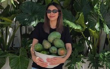 Tăng Thanh Hà thích thú khoe xoài nhà trồng trong biệt thự triệu đô