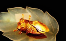 Khai quật mộ cổ, chuyên gia tìm thấy món đồ nhỏ xíu, ai ngờ giá hơn 3.200 tỷ