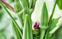 Loại quả được ví như 'sâm xanh' sạch tiêu hoá, giảm mỡ máu, tốt cho gan