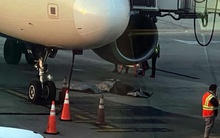 Nhân viên mặt đất bị nuốt chửng vào động cơ máy bay