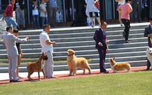 Làm giàu từ chó mèo, thị trấn Trung Quốc kiếm 650 triệu USD mỗi năm bất chấp đại dịch, thống trị thị phần toàn cầu